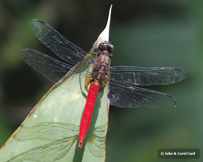 J01_1977 Orthetrum chrysis male.JPG